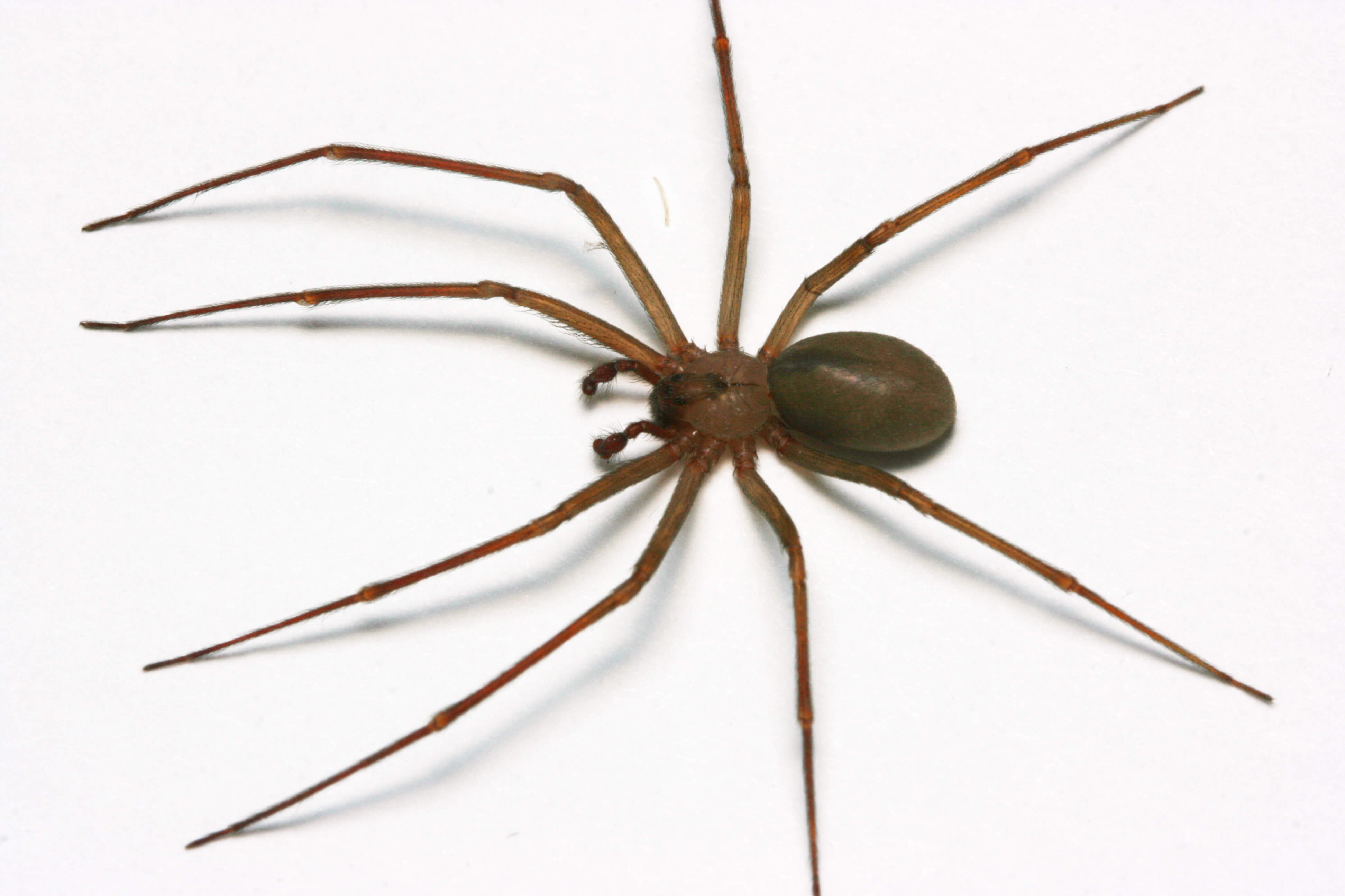 Brown Recluse spider showing characteristic violin-shaped marking on back